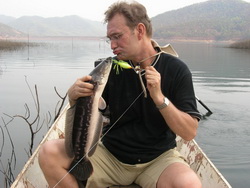 giant snakehead chiangmai